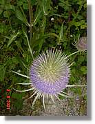 Flors_414.jpg