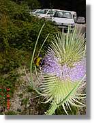 Flors_415.jpg