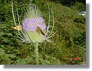 Flors_416.jpg