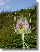 Flors_417.jpg