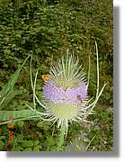 Flors_418.jpg