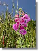 Flors_419.jpg