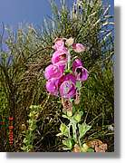 Flors_420.jpg