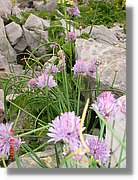 Flors_422.jpg