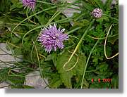 Flors_423.jpg