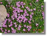 Flors_424.jpg
