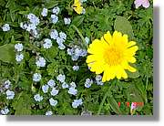 Flors_425.jpg