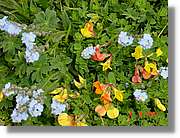 Flors_426.jpg