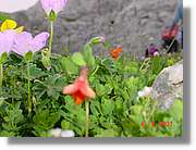 Flors_427.jpg