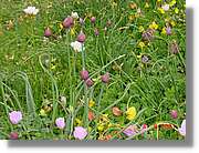 Flors_428.jpg