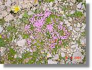 Flors_429.jpg