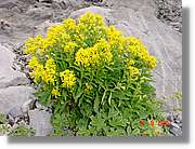 Flors_430.jpg