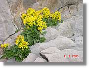 Flors_431.jpg