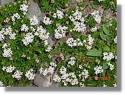 Flors_432.jpg