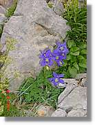 Flors_433.jpg