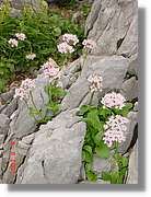 Flors_434.jpg