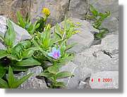 Flors_435.jpg