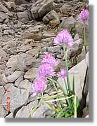 Flors_436.jpg