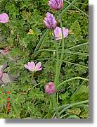 Flors_437.jpg