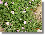 Flors_438.jpg