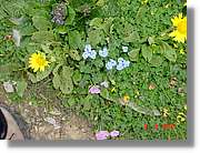 Flors_439.jpg