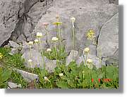 Flors_440.jpg