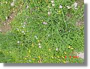 Flors_441.jpg