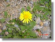 Flors_442.jpg