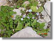 Flors_443.jpg