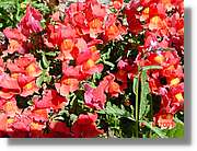 Flors_444.jpg