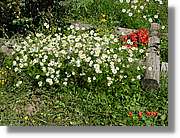 Flors_445.jpg