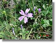 Flors_446.jpg