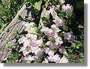 Flors_447.jpg