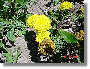 Flors_448.jpg