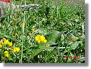 Flors_449.jpg
