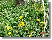 Flors_450.jpg