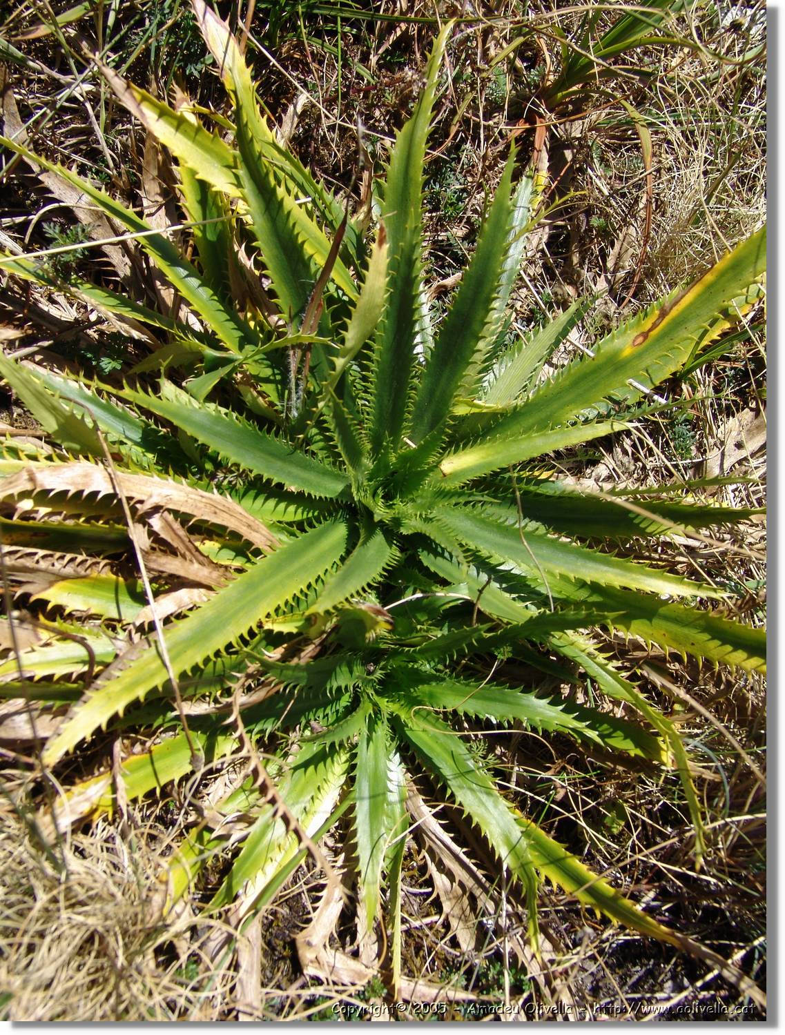 1Flora_062.jpg