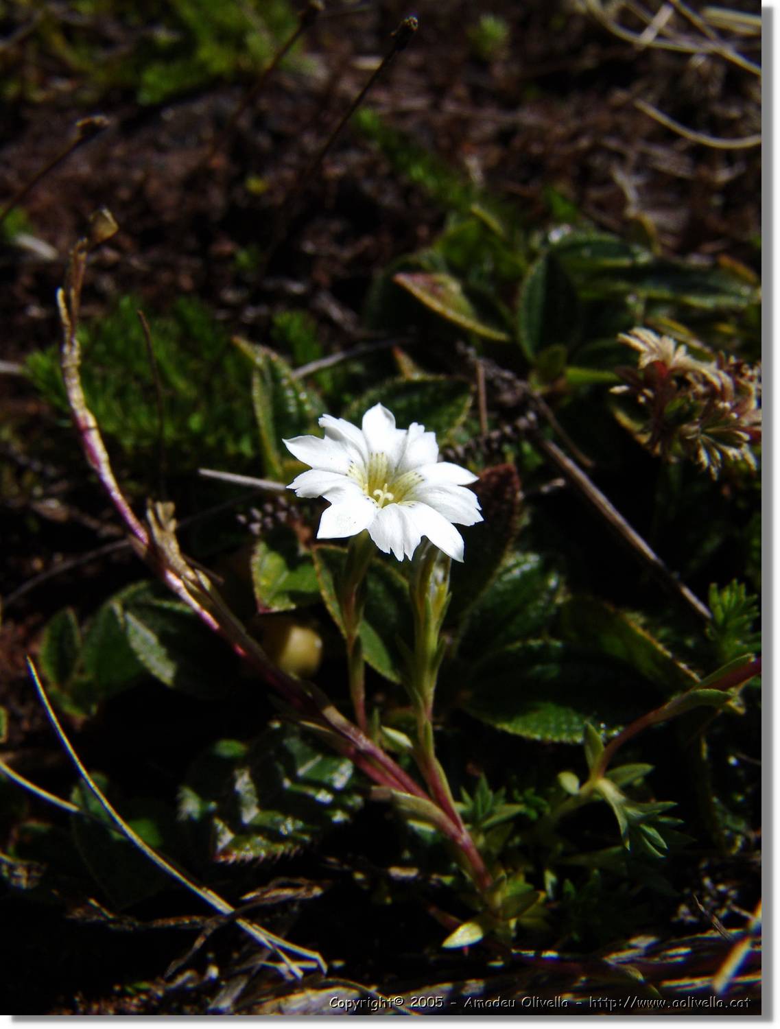 1Flora_068.jpg