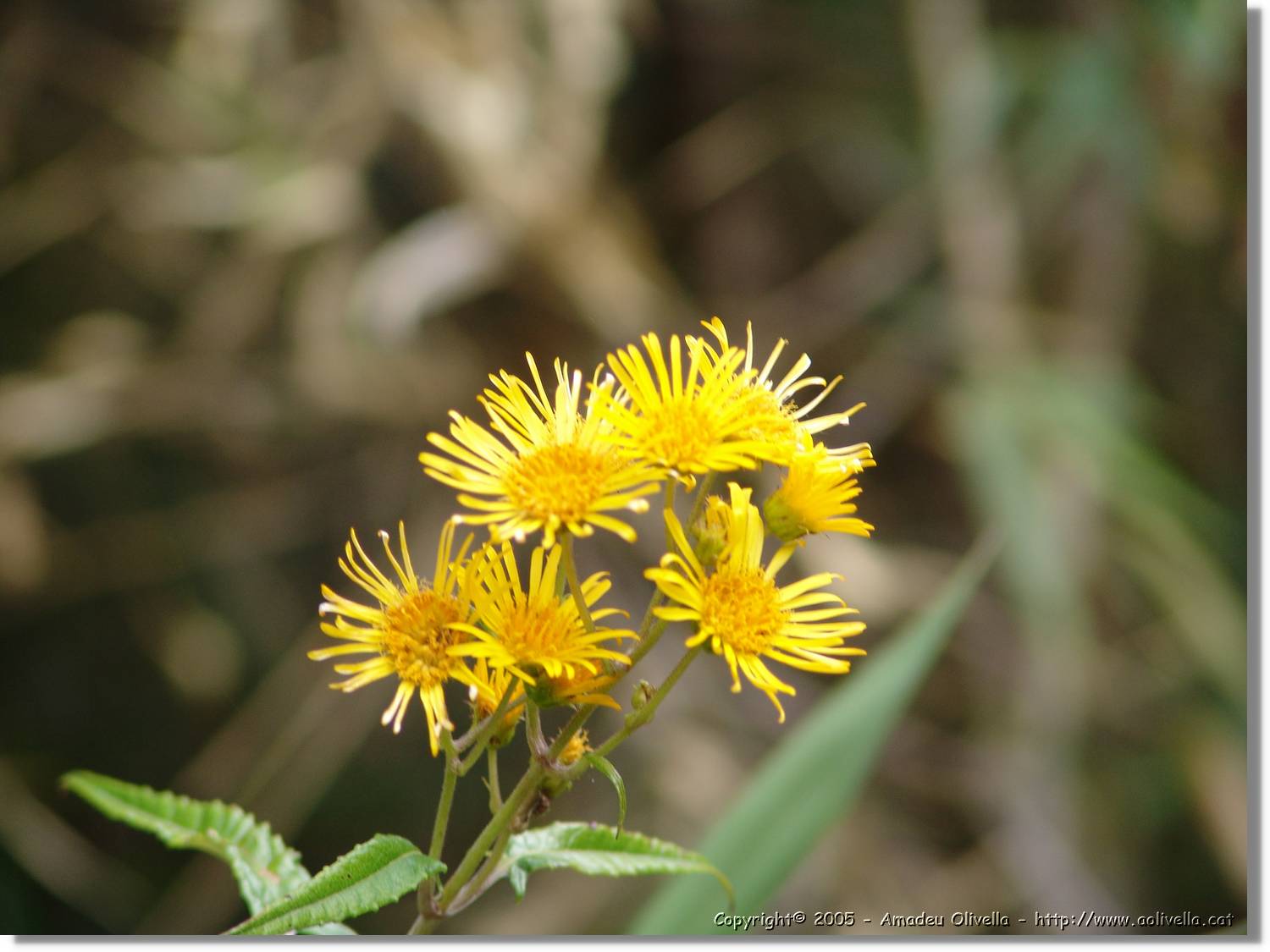 1Flora_073.jpg