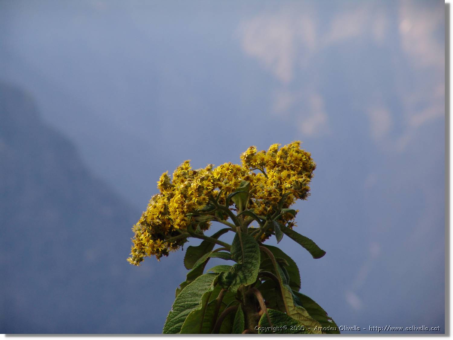 1Flora_075.jpg