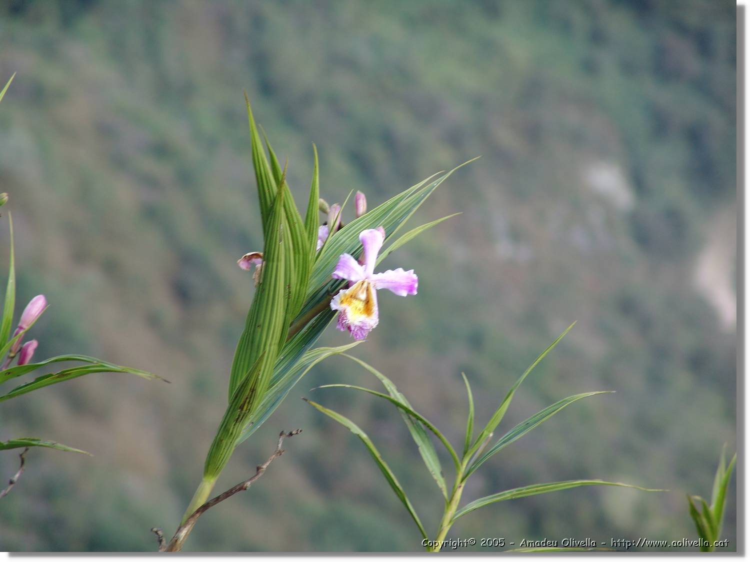 1Flora_078.jpg