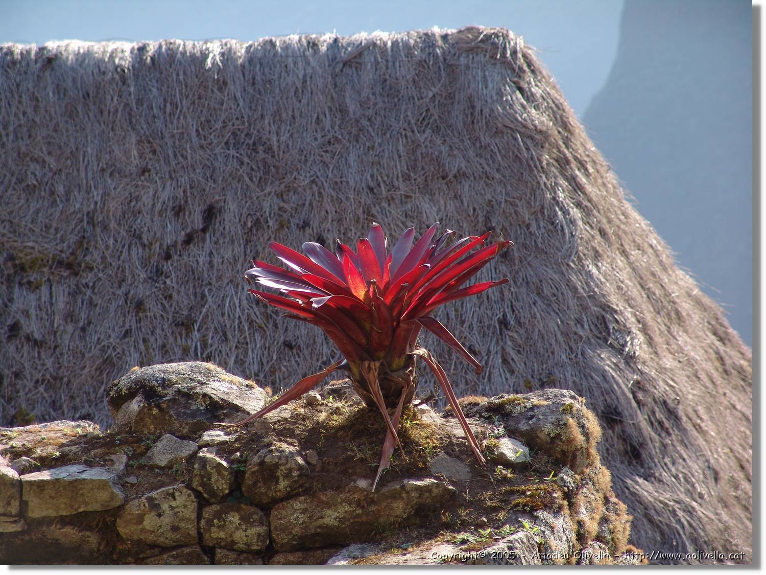 1Flora_082.jpg