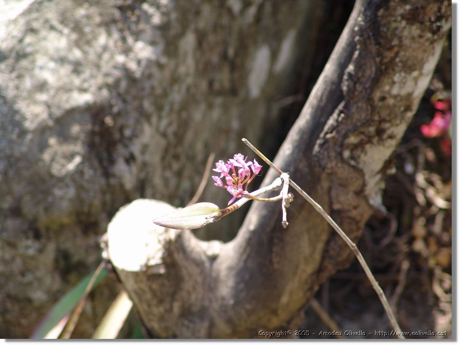 1Flora_084.jpg