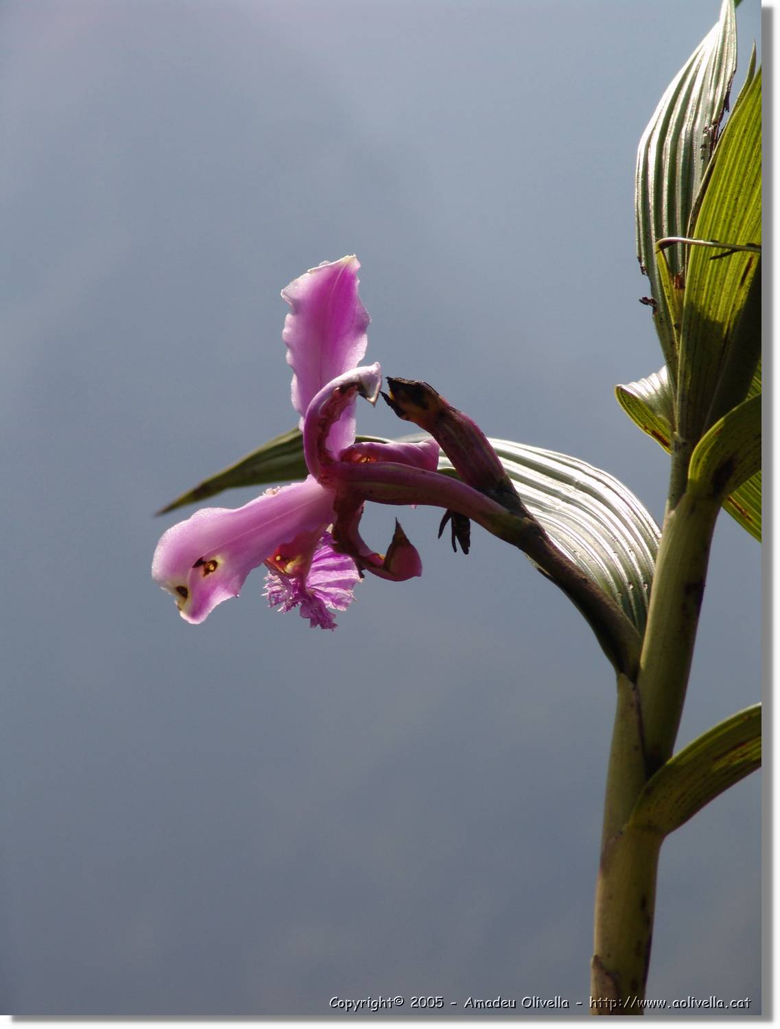 1Flora_090.jpg