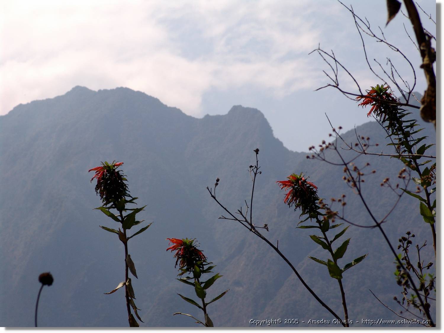 1Flora_092.jpg