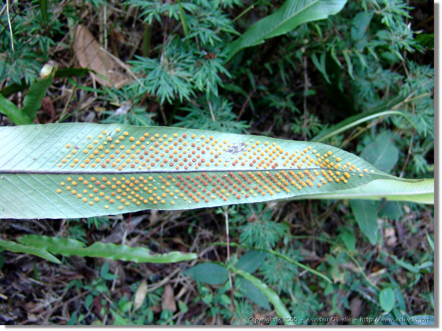 1Flora_094.jpg