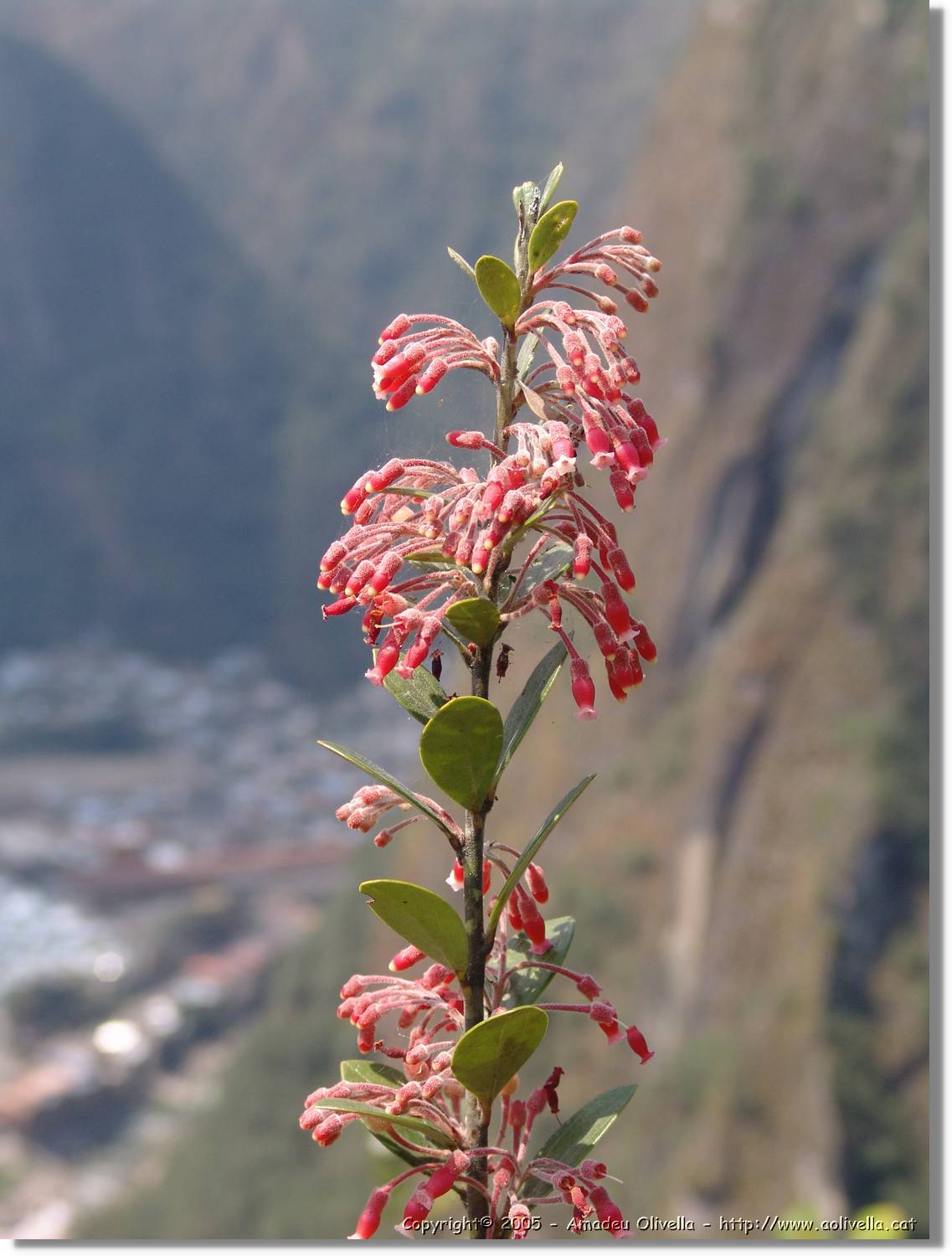 1Flora_095.jpg