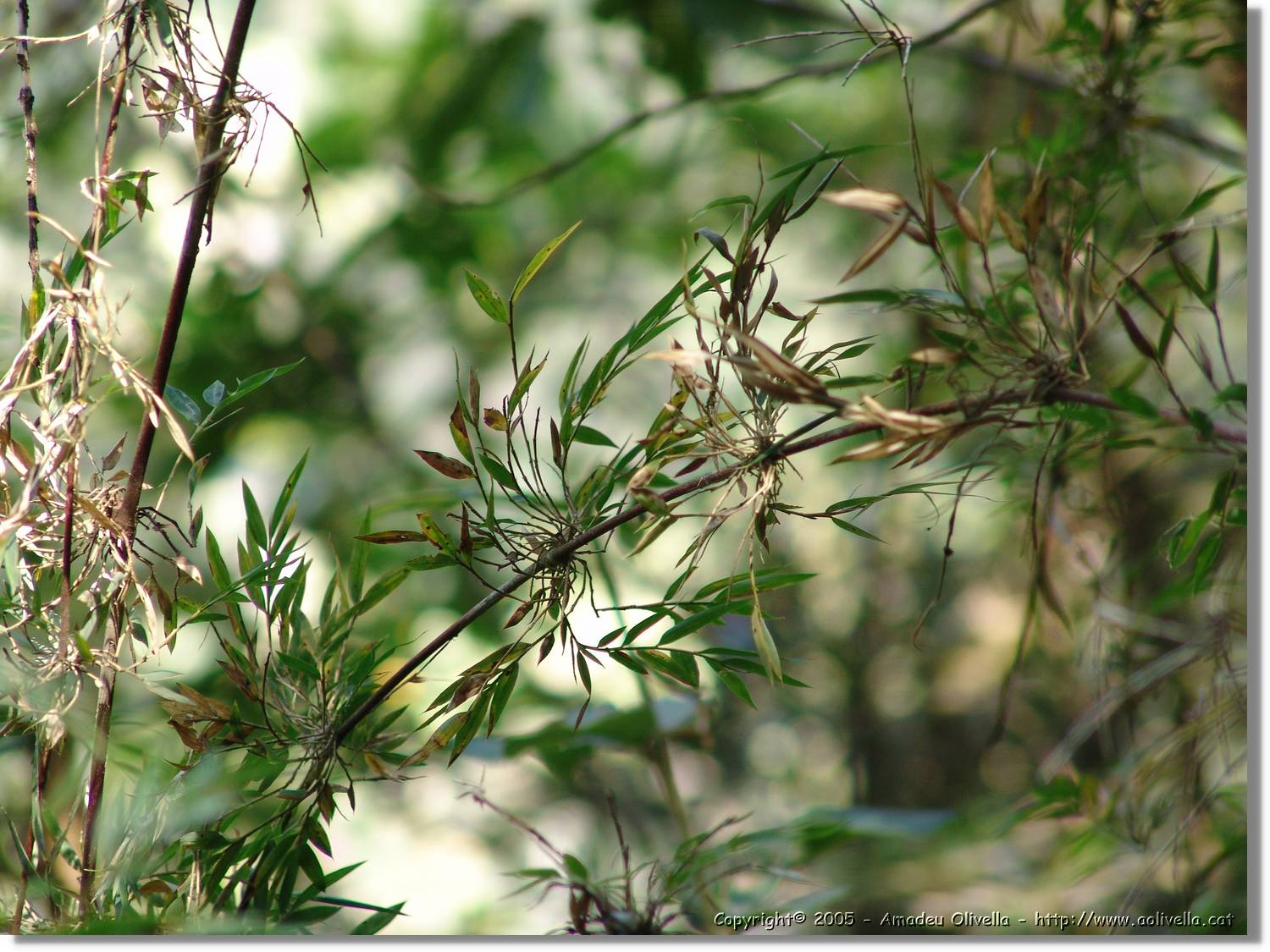 1Flora_097.jpg
