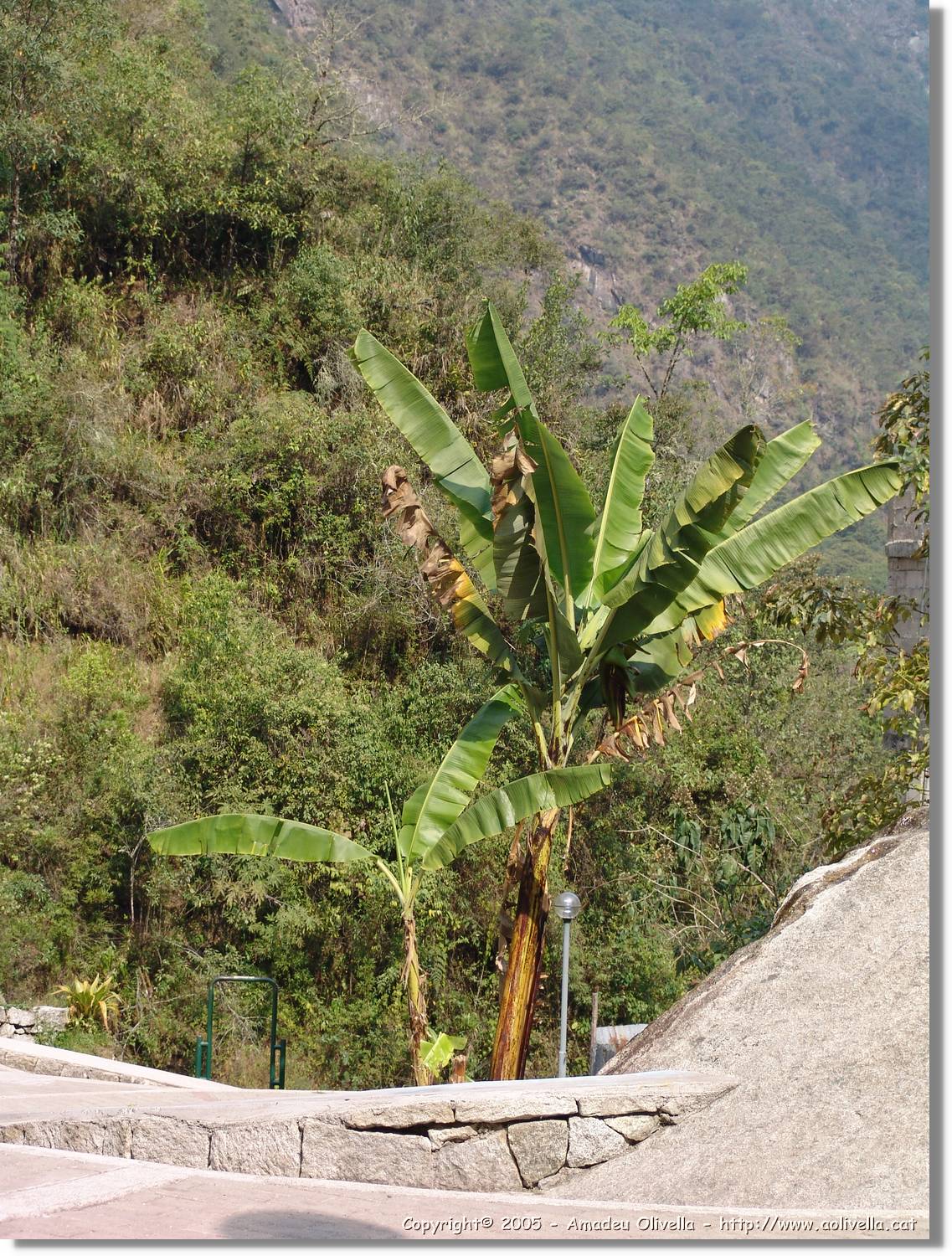 1Flora_098a.jpg