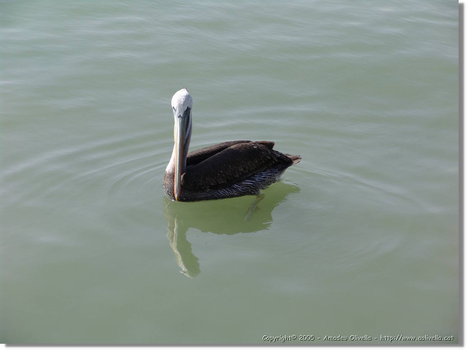 Fauna_029.jpg